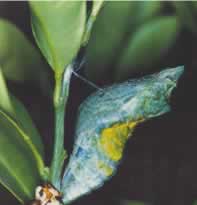 The pupa is well camouflaged amongst the leaves of the citrus tree. Its colour can change to match that of the surroundings.